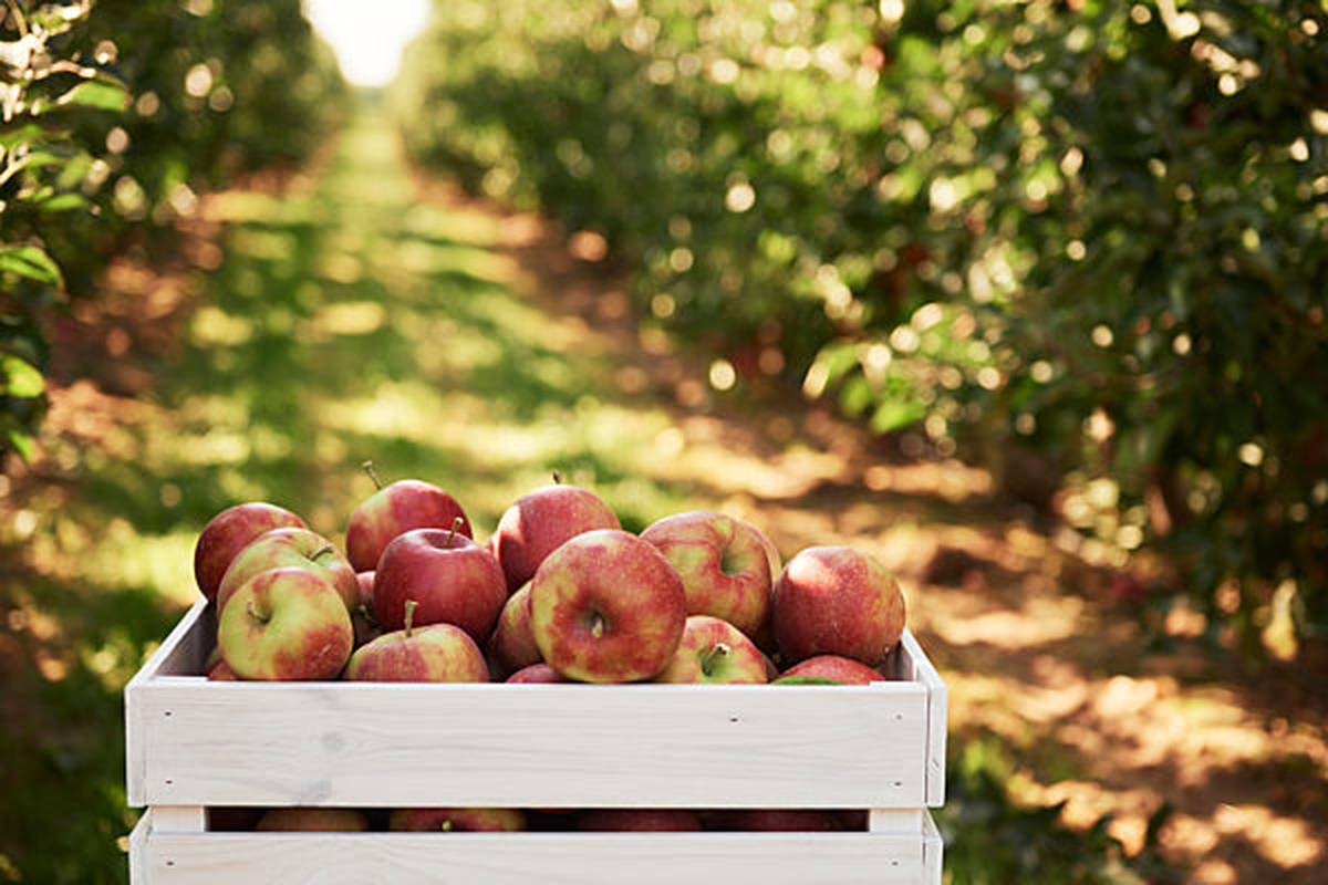Serveer Van Kempen fruitsappen met de échte smaak van fruit