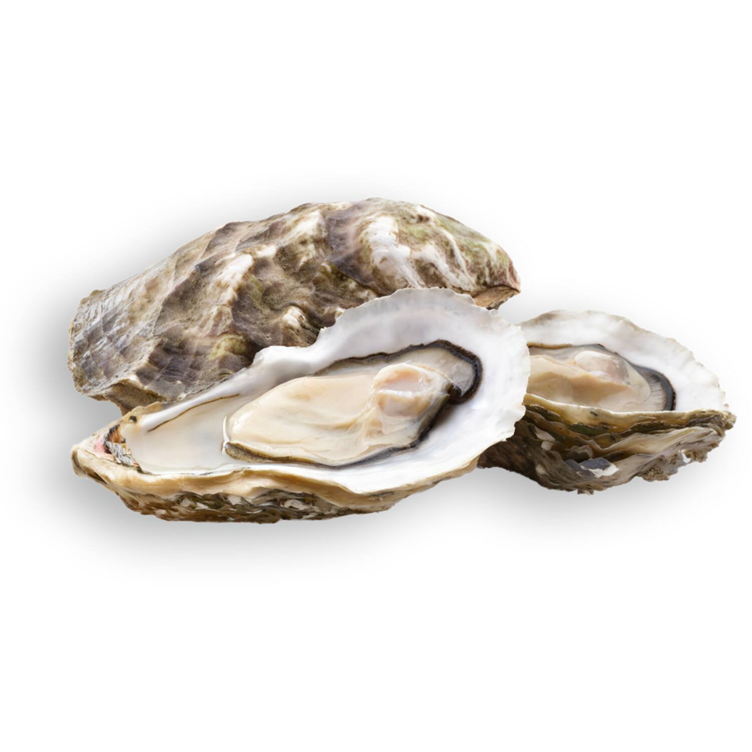 Vette & Verhaart Zeeuwse platte oesters mandje 3/0 12st