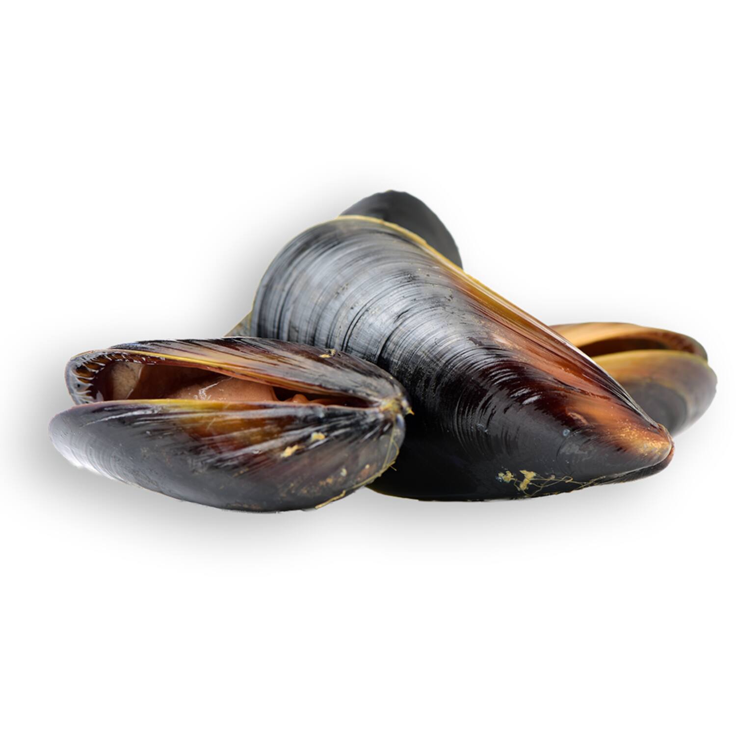 Vette & Verhaart verse Zeeuwse mosselen super 6x2kg