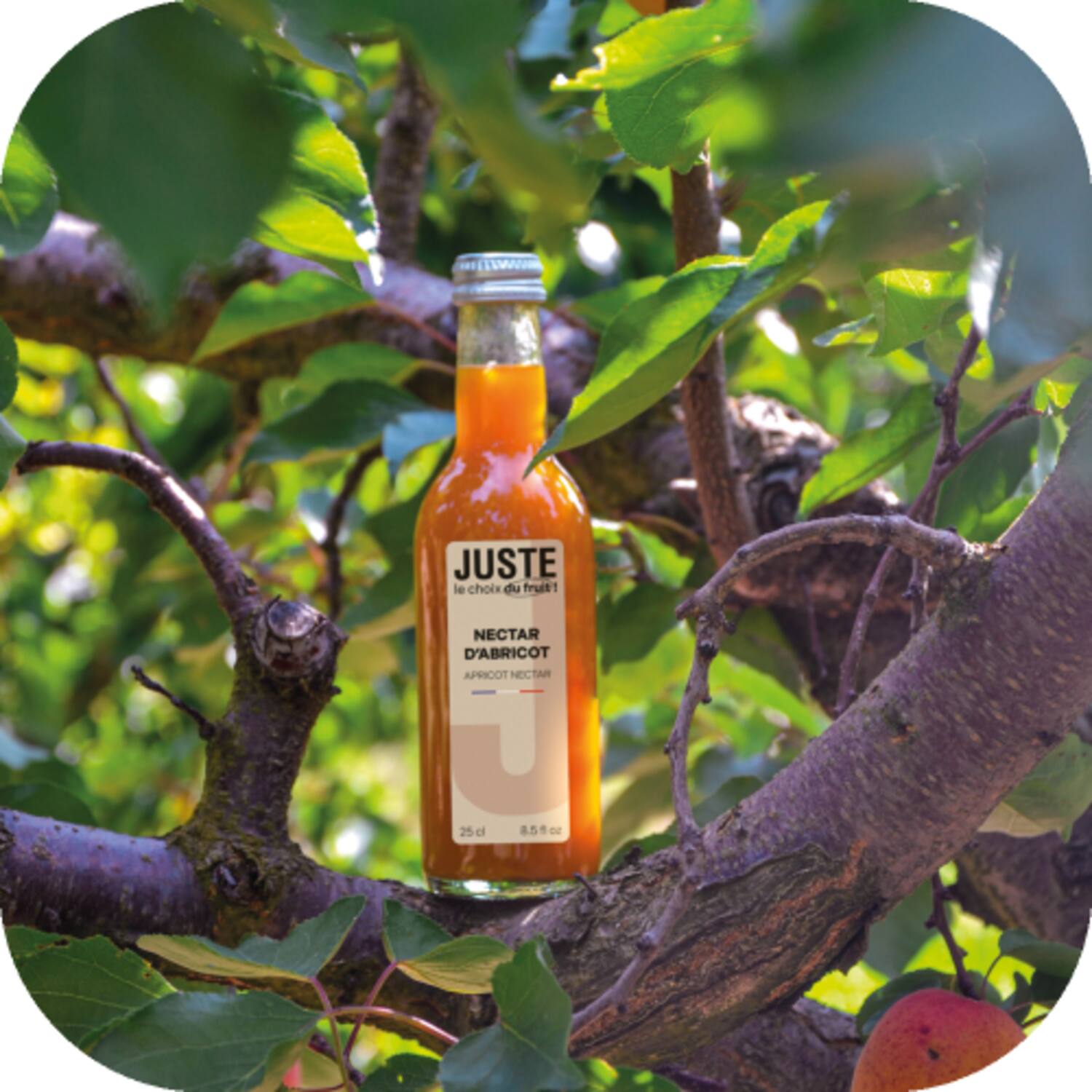 Juste abrikozen nectar 12x250ml