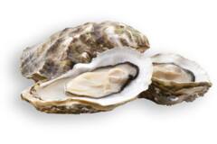 Vette & Verhaart Zeeuwse platte oesters mandje 3/0 12st