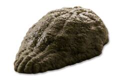 Dysphalicious spinazie 22x50g